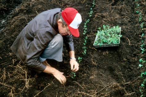 Transplanting cuttings on the Irazu volcano in Costa Rica