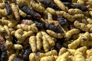 Oca tubers