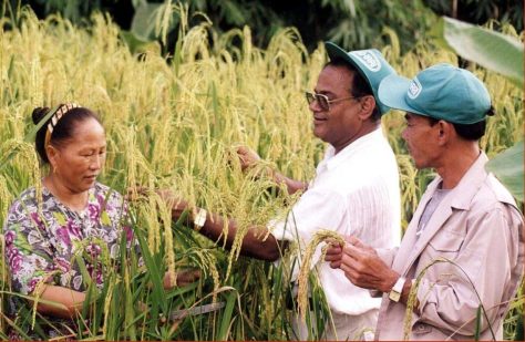 Appar Rao collecting upland rice in the Lao PDR