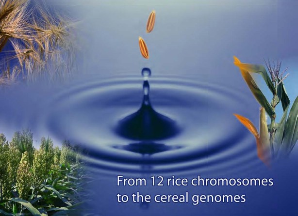 Rice genomics