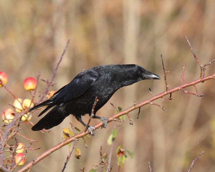 Courtesy of Barry Boswell