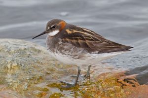 Red-necked_Phalarope