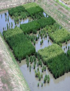 Rice varieties with and without the SUB1 gene after a period of inundation
