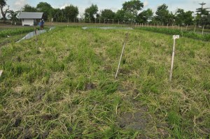 From: http://www.bicol.da.gov.ph/News/2013/Aug10a.html