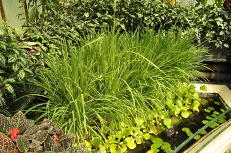 20140709164 Kew Gardens