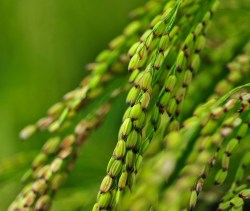 11222449_888009937912763_3115952232097675704_o