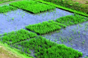 9203724733_3f71432126_z