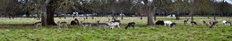 20151216 036 Charlecote Park-001