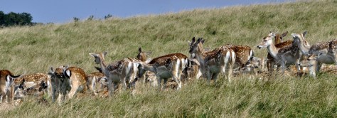 20160812 082 Dyrham Park