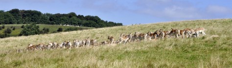 20160812 083 Dyrham Park
