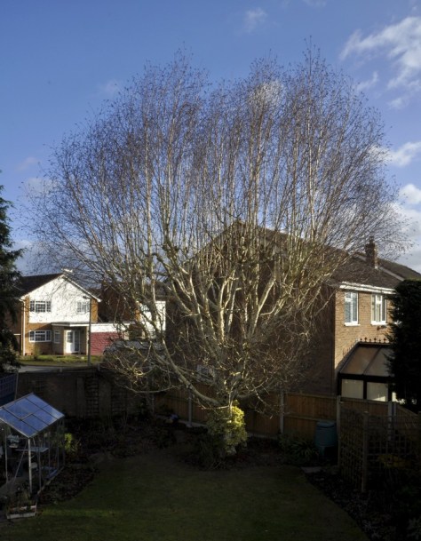 20170113-009-tree-felling