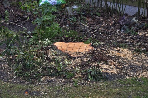 20170114-002-tree-felling