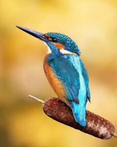 Source: https://www.rspb.org.uk/birds-and-wildlife/kingfisher