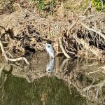 20250206 016 gibside