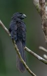 Groove-billed ani