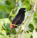 Scarlet-rumped tanager