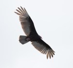 Turkey vulture