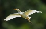Western cattle egret